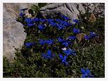 Gentiana verna * Spring Gentian - Picos de Europa - July 2002 * 1280 x 960 * (584KB)